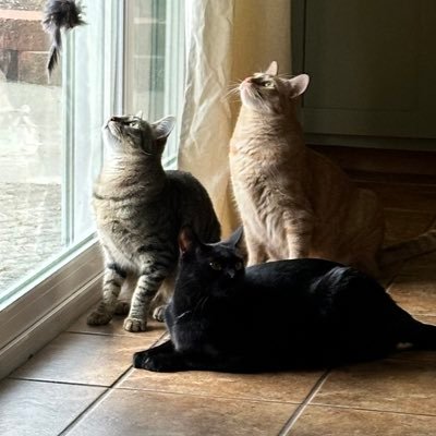 PrincessPTSD123's profile picture. I have PTSD and wondering how you make it through the grocery store.