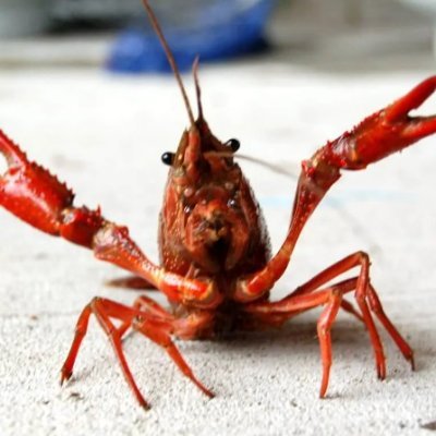 Christian ✝️/ Happily Married to @ceeoffaith ❤️ Seafood Lover 🦞Photographer 📸Progressive Rock Fan 🎸Gamer 🕹️MAGA / I follow back ! No profile no follow!