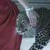 🐆🇸🇦 (@vanillavlu) Twitter profile photo 🐆🇸🇦 (@vanillavlu) Twitter profile photo