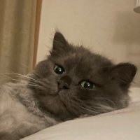 SEOBINA (@bina_seo) 's Twitter Profile