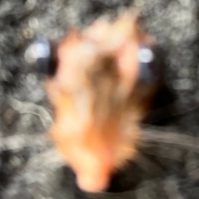 justincase0812's profile picture. FREE SPEECH IS FREE SPEECH “Elon “ Wtaf is going on with x hitting someone with a screen door isn’t violence and or…anyone is not fucking HATE SPEECH!!!!!