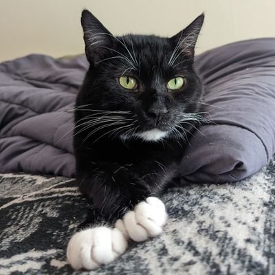 lapsus5's profile picture. Miguel is an artist, curator and graphic designer living in Chicago.