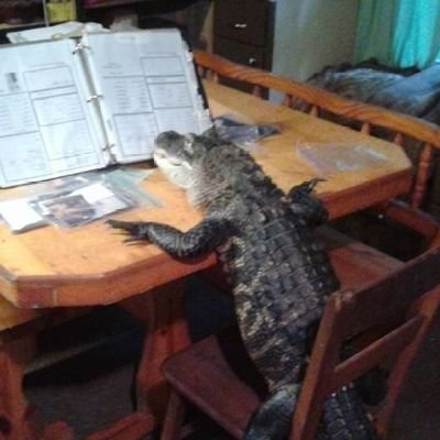 Radfem💚🤍💜/♀️Woman in STEM 🛰️/🇺🇸美国乡村生活/不造夫不造父不造子🐊/技术派10bt💻/性别分离🧬/防失联备用@kowloonnathan