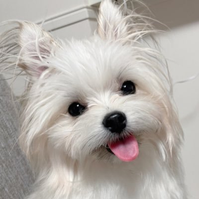 meloko_dog Profile Picture