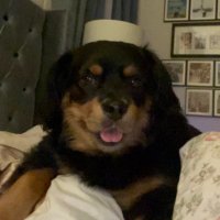 Will (@atewillnavz) Twitter profile photo