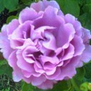 Gail Chartrand - @ohcalgal - Twitter