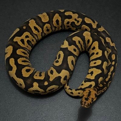 _251R's profile picture. 爬虫類アカウント、主にボールパイソン🐍Instagramアカウントhttps://t.co/XNTFx3Zyjd