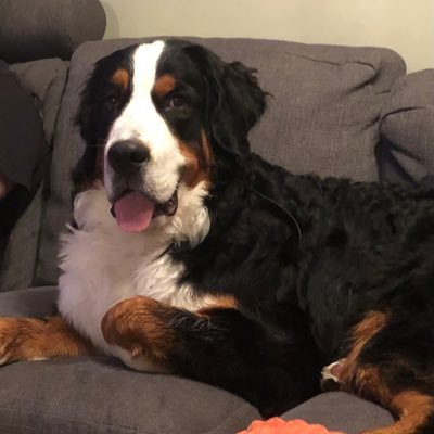 HankBernese Profile Picture