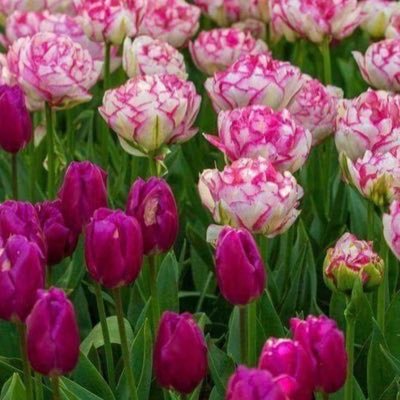 ShayLeigh12103's profile picture. 