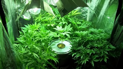 NoLandingGears's profile picture. Jet Life To The Next Life #Bmore #Ravensnation #JetLife #teamfollowbackstoners #420cultivator #DMV #teamdreads