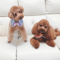 πΆγ³γ³γ’πΎγΏγγπΆ (@cocoa_milk0408) 's Twitter Profile