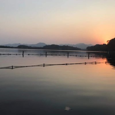 honghongyuman's profile picture. 
