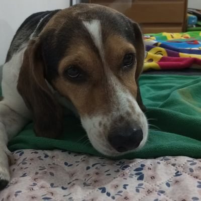 vivar_frecia's profile picture. keiro🐕‍🦺🐕‍🦺💙💙💙