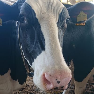 ウシです🐄
アカミミガメと暮らしてます🐢
推しは雪花ラミィちゃん☃
【ゲーム】
Ro:Radgrid
ラグオリ:Fenrir
マイクラ:自サーバー
遊戯王MD:カジュアル勢
【職業】
乳牛牧場勤務
#昼休みウシィ
【趣味】
テニス
カラオケ
お絵描き
ゲーム
宜しくお願いします🐮
甘TT~ 甘ZZ~