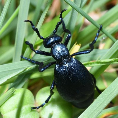 The Oil Beetle Recording Scheme. Promoting the recording of Meloidae (Oil Beetles and allies) in the United Kingdom. Scheme organiser: @olds_liam.