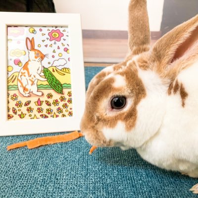 kaomaru0001's profile picture. 愛兎🐰れおん🌈&サン🐰ミニレッキス🐰 こむぎ🐶黒豆柴🐶バイク乗りです🙋‍♀️熊本です！YAMAHA bolt乗り