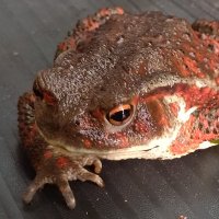 スウェーデン人 (@swedenjin) Twitter profile photo