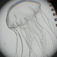 Ubur Ubur (Jellyfish)(@arkfoxzy) 's Twitter Profile Photo
