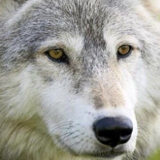 J'aimerais être aussi libre qu'une meute de loup