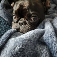 ZsaZsa🇺🇲 (@zsathefrenchie) 's Twitter Profile