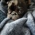 ZsaZsa🇺🇲 (@zsathefrenchie) Twitter profile photo ZsaZsa🇺🇲 (@zsathefrenchie) Twitter profile photo