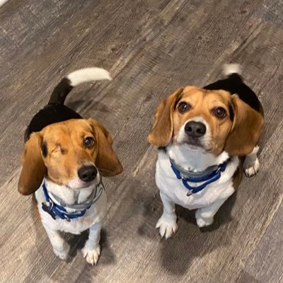 Rescue beagles, noses with tails, food gobblers, sisters