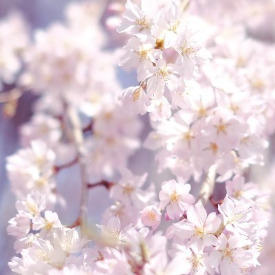こしさんのプロフィール画像