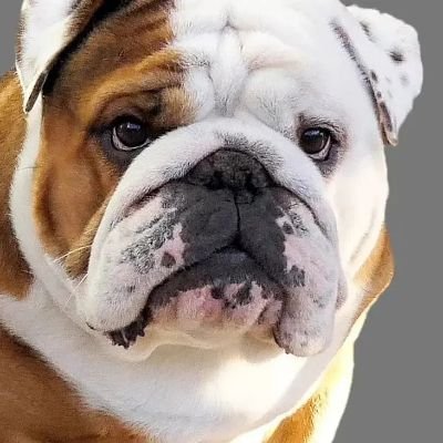 Bull Dog Lover
Welcome to @Bulldogfanclub8
We Share daily @bulldog contents
Follow us if you really love bull dog