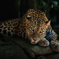alla borisova (@allaballa3625) 's Twitter Profile