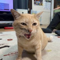 荒金由希子 (@yukikoarakane) 's Twitter Profile