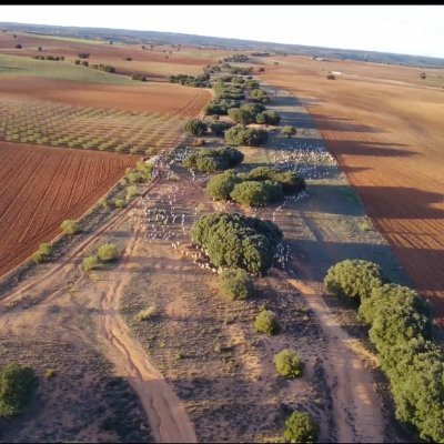 La trashumancia y las vías pecuarias siguen vivas