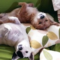 Mister Tililing (@mrtililing) 's Twitter Profile