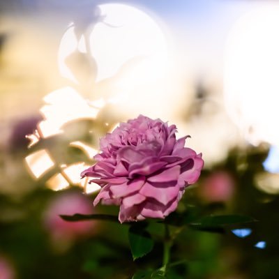 【展示予定】 ① 8/30 月と猫の写真展