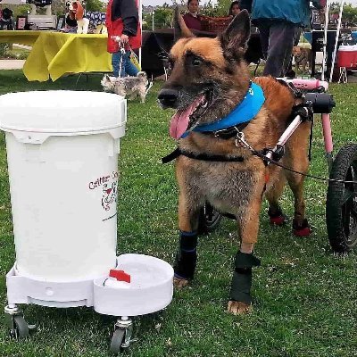 I work with GSD breeders, rescues and service dogs that save and give life- and attend / video dog events - https://t.co/UuByscrNZM