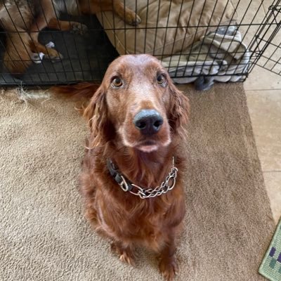 Army  veteran, best friend of my Irish Setter and many other dogs