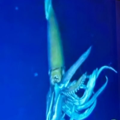 MAY7hRY26VjE5IP's profile picture. patriot