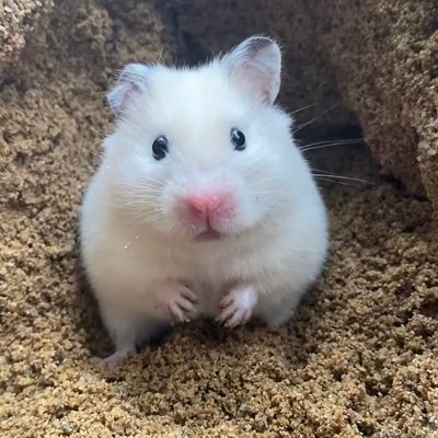 qqqqifan's profile picture. 