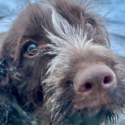 Hoffdog9's profile picture. 