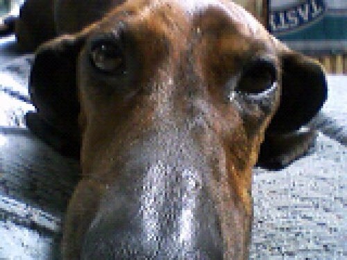 Dachowner's profile picture. if it looks funny it probably is