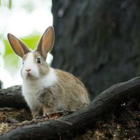 かがみもち (@okagamiomochi) 's Twitter Profile Photo かがみもち (@okagamiomochi) 's Twitter Profile Photo