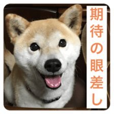 マジック:ザ・ギャザリングのショップ「ガラぱごす」を開店しました! もしければ覗いてみてください!