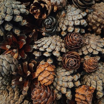 FalconToTheMax's profile picture. $KAS