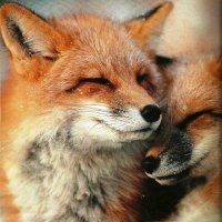 Lady FoxTat, be true to self, learn and evolve. 🥰(@TheTatteredFox) 's Twitter Profile Photo