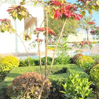 شامخ كياني 🇾🇪 (@twfan45795) Twitter profile photo