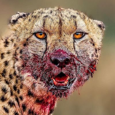 wildlifebrutal Profile Picture