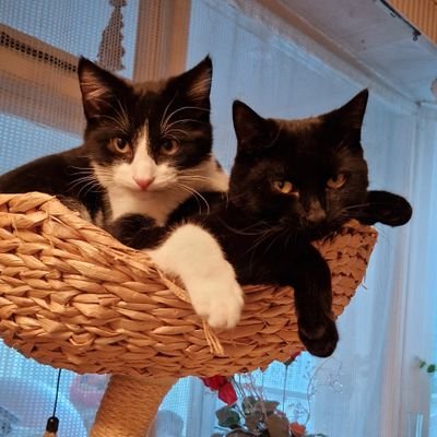 Hamilton (panfur) 🐱 Bandit (Tuxie) 🐱 Layla🌈 Tinky🌈 Baby men in our new furever home #Ambassacats for West Sussex