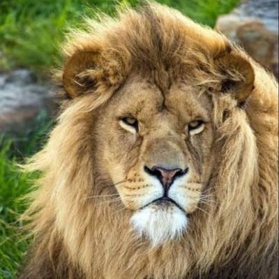 Seneca_26's profile picture. sörfcü