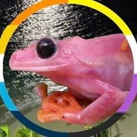 Laik/Leif | 🍉 | frog show brainrot(@RCFismynickname) 's Twitter Profile Photo