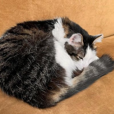 ukulelephil's profile picture. 