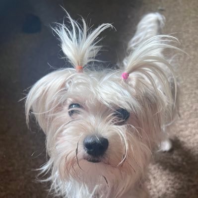 Joleny72's profile picture. Born in 🇵🇷 Living in NY for the last 20 years. Healthcare worker.  Love K Pop, ❤️BTS , ATEEZ, ENHYPEN❤️ Mom/Fan✌🏻